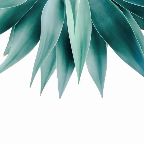 Agave Fringe Cushion Cover